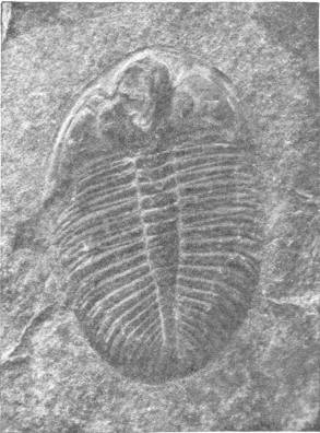 FOSSIL TRILOBITE (SLIGHTLY MAGNIFIED)