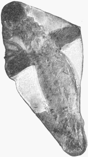 FOSSIL OF THE CLADOSELACHE, A DEVONIAN SHARK