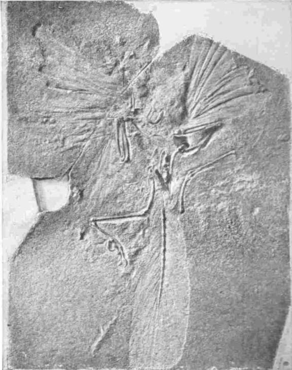 FOSSIL OF THE ARCHEOPTERYX; ONE OF THE EARLIEST BIRDS